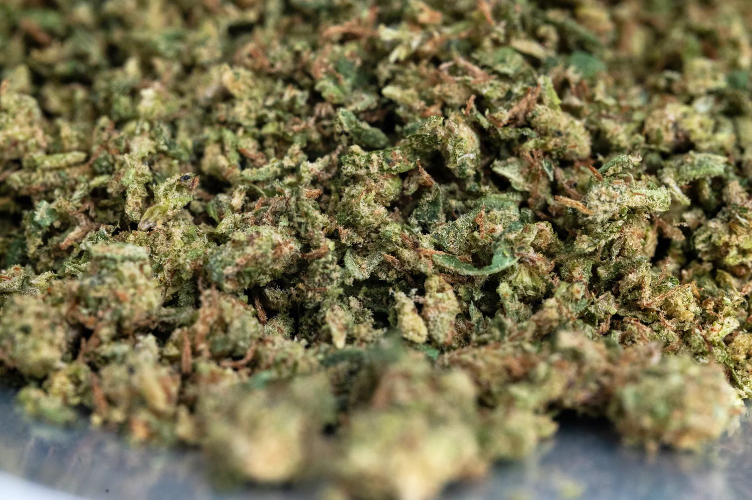 Blockberry – Budget THCA Shake