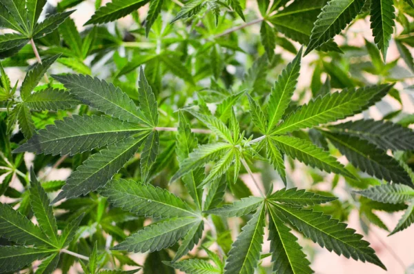 Trump AG Pledges To Review Tribe’s Legal Marijuana Sales As Administration Separately Considers Rescheduling