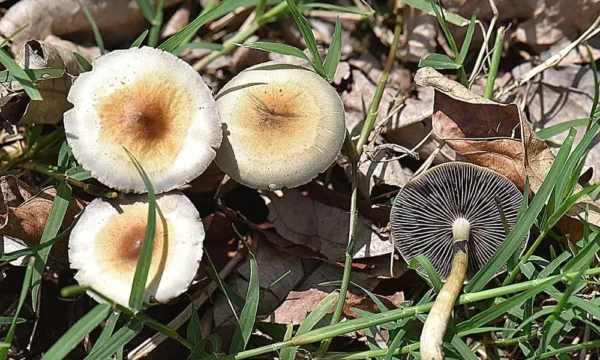 Arizona Approves First-Of-Its-Kind Study Exploring Whole Mushroom Psilocybin Therapy To Treat PTSD