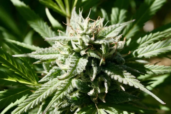 South Dakota Medical Marijuana Advocates Alarmed After Lawmakers Give Prohibitionists A Platform