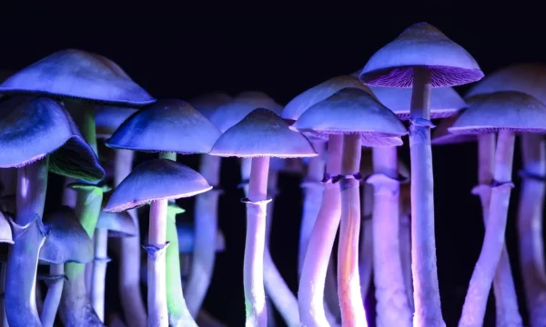 New York Should Legalize Psilocybin Therapy, Former Narcotics Prosecutor Says (Op-Ed)