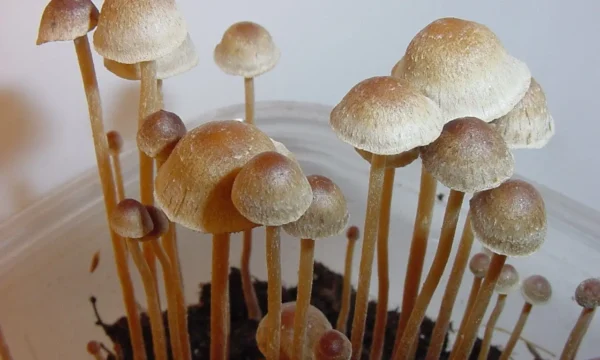 Oregon Officials Seek To Dismiss Psilocybin Access Lawsuit From Homebound Patients