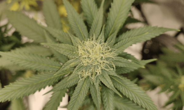 Ohio Senate Rejects House Changes To Bill Scaling Back Voter-Approved Marijuana Law And Restricting Hemp Sales