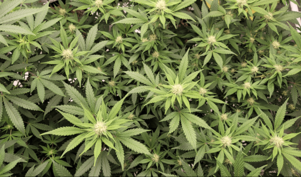 Oregon Marijuana Business Files New Lawsuit Challenging Ban On Interstate Cannabis And Hemp Commerce