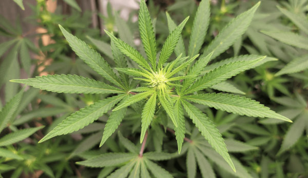 Top Marijuana Advocacy Group Urges Collaboration With Industry Amid Rise Of ‘Neo-Prohibitionist Movement’