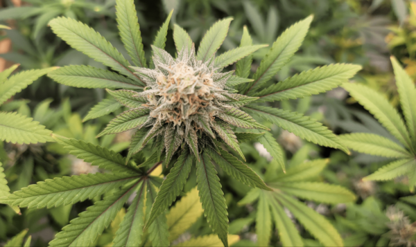 Terminally Ill Patients Would Be Able To Use Medical Marijuana In Pennsylvania Hospitals Under New Bipartisan Bill