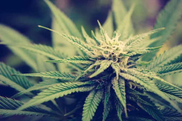 Wisconsin GOP Assembly Speaker Hopes For ‘Consensus’ On Medical Marijuana, But Says New Senate Bill Is ‘Too Broad’