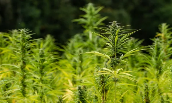 GOP Senator Threatens To Block Bills To Reopen Government If Hemp THC Ban Moves Forward