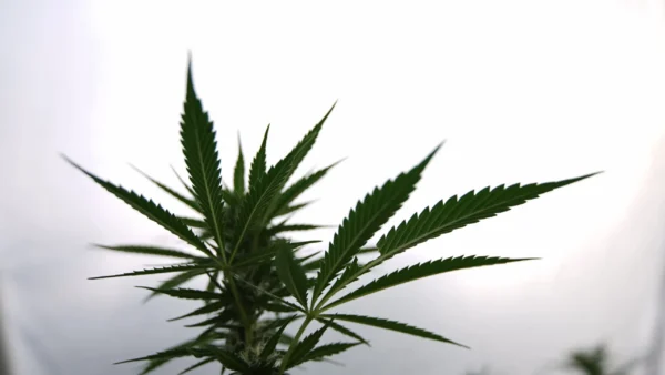Another cannabis & gun rights case before SCOTUS (Newsletter: October 7, 2025)