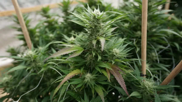 DEA promotes ad warning of cannabis laced with fentanyl (Newsletter: October 31, 2025)