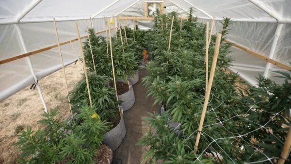 Michigan Lawmakers Consider Bills To Change Legal Marijuana Possession Limits And Alter Industry Disciplinary Rules