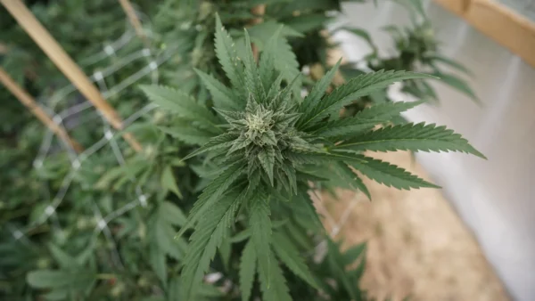 Ohio bill to scale back cannabis legalization passed by House (Newsletter: October 23, 2025)