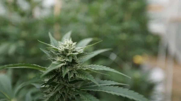 Cannabis industry case challenging prohibition hits Supreme Court (Newsletter: October 27, 2025)