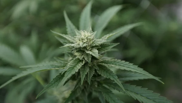 Would Trump rescheduling cannabis boost reform in Congress? (Newsletter: October 20, 2025)