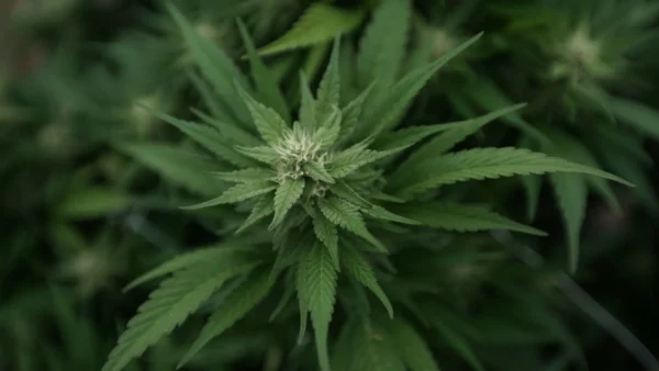 Massachusetts Attorney General’s Office Is Receiving Complaints About Anti-Marijuana Initiative Petitioners’ Tactics