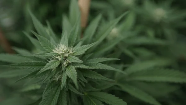 Ahead Of New Jersey Governor Election, GOP Candidate’s Comments On Marijuana As A ‘Gateway Drug’ Resurface