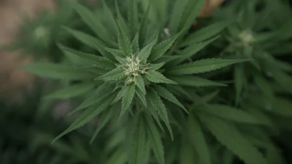 SCOTUS cannabis & guns case gets delay request (Newsletter: October 24, 2025)