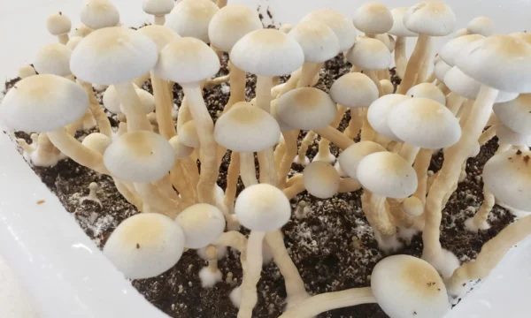 Psilocybin Use Has ‘Surged’ But Federal Law Is A ‘Major Barrier’ To Research, Study Published By American Medical Association Says