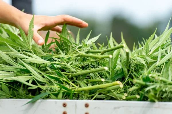 Colorado Governor Slams GOP Over Federal Hemp THC Ban That Will ‘Stifle Growth And Innovation’