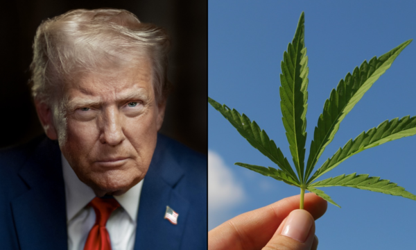 Trump ‘Supports’ Hemp THC Ban That’s Advancing In Senate, White House Says