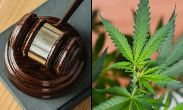 Trump DOJ Declines To File Supreme Court Brief In Marijuana Companies’ Case Challenging Federal Prohibition