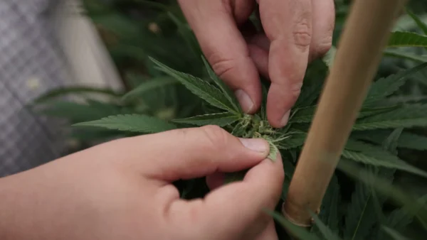 Massachusetts Marijuana Industry Rallies To Stop Signature Certification For Measure To Roll Back Legalization Amid ‘Fraudulent’ Petitioning Accusations