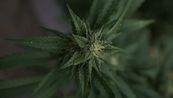 South Dakota Legislative Panel Recommends Tighter Regulations On Medical Marijuana And Hemp Products