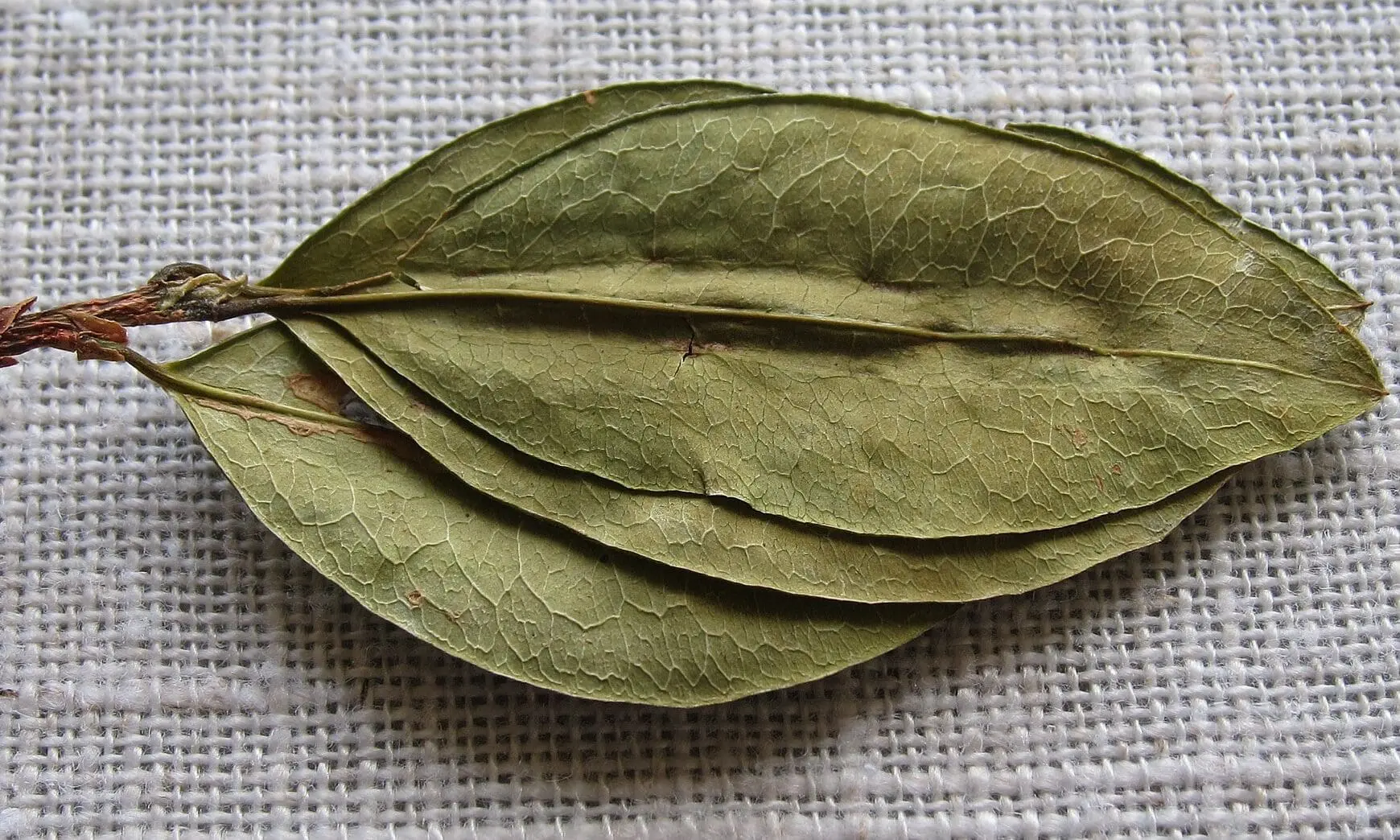 2048px Three coca leaves e1726071935359.jpeg