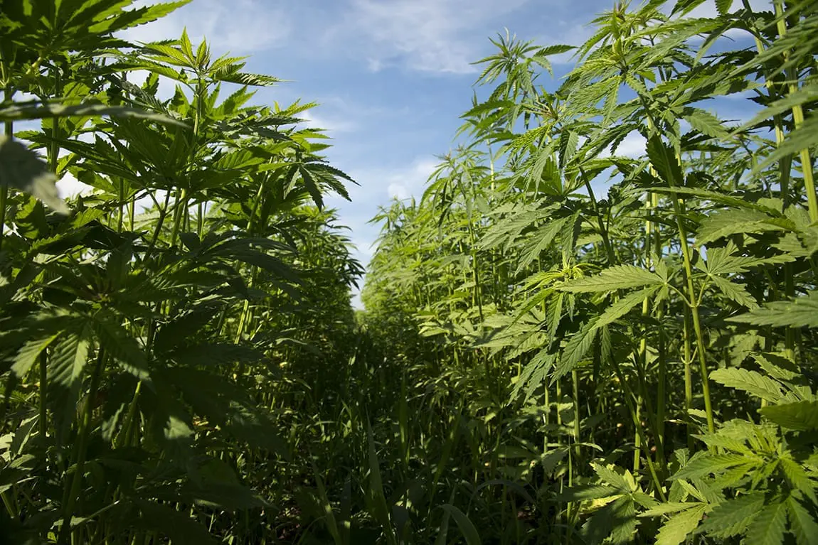 Hemp Fields UK American Hemp.jpg