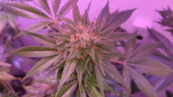 New Hampshire Lawmakers Prefile Multiple Marijuana Bills For 2026—Including Measure To Let Voters Legalize On The Ballot