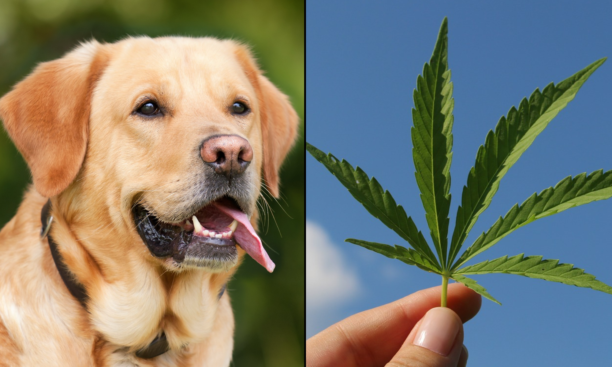 Dog marijuana cannabis.png