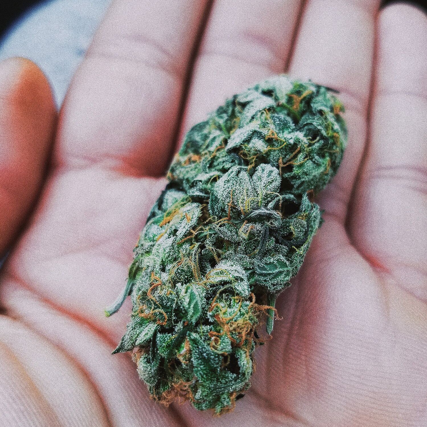 Second image of Granddaddy Purple – THCA Flower Big Sized Buds (Exotic Indoor)