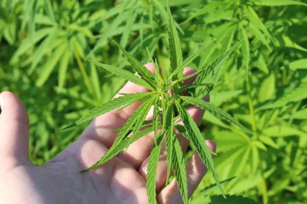Minnesota Governor Is ‘Exploring’ How To Address Impending Federal Hemp THC Ban That Would Disrupt ‘Thriving Industry’