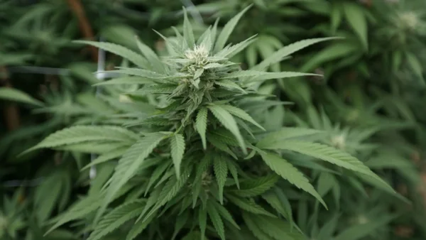 Maine Initiative To Roll Back Marijuana Legalization Is ‘Really Dumb,’ GOP Gubernatorial Candidate Says