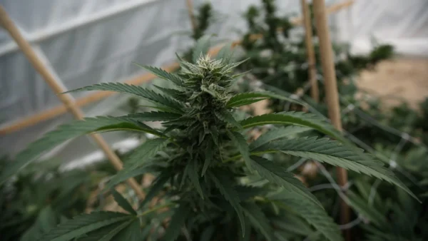 Florida Bills Would Reduce Medical Marijuana Fees For Military Veterans And Ban Public Smoking