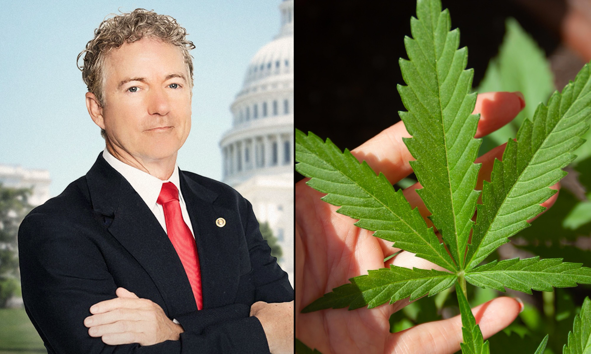 Rand paul cannabis marijuana hemp.png