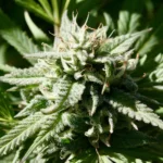 37398135905 d2e429a031 k.jpg