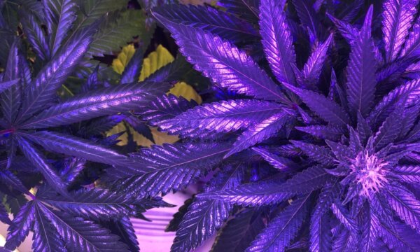 GOP Senator Claims Marijuana Is A ‘Gateway Drug,’ Voicing Opposition To Trump’s Rescheduling Order