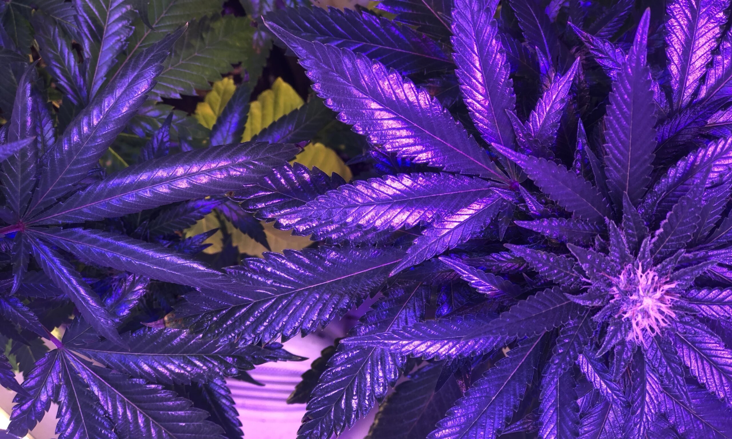 CannabisPlant e1767370406980