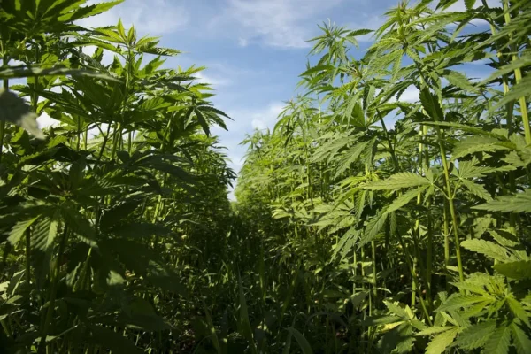 Wisconsin GOP Lawmakers Are Divided On How To Regulate Hemp THC Products