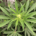 Screen Shot 2021 01 28 at 10.58.02 AM e1611860353683.png