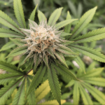 Screen Shot 2021 02 25 at 1.30.02 PM e1614288656800.png