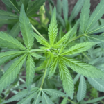 Screen Shot 2022 09 19 at 10.53.26 AM e1663610070594.png