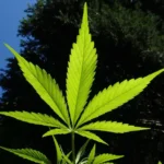 Cannabis 1382955 1920 e1545996165732.jpg