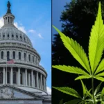 Capitol congress cannabis.jpg