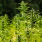 Hemp 4438794 scaled e1751302219443.jpg