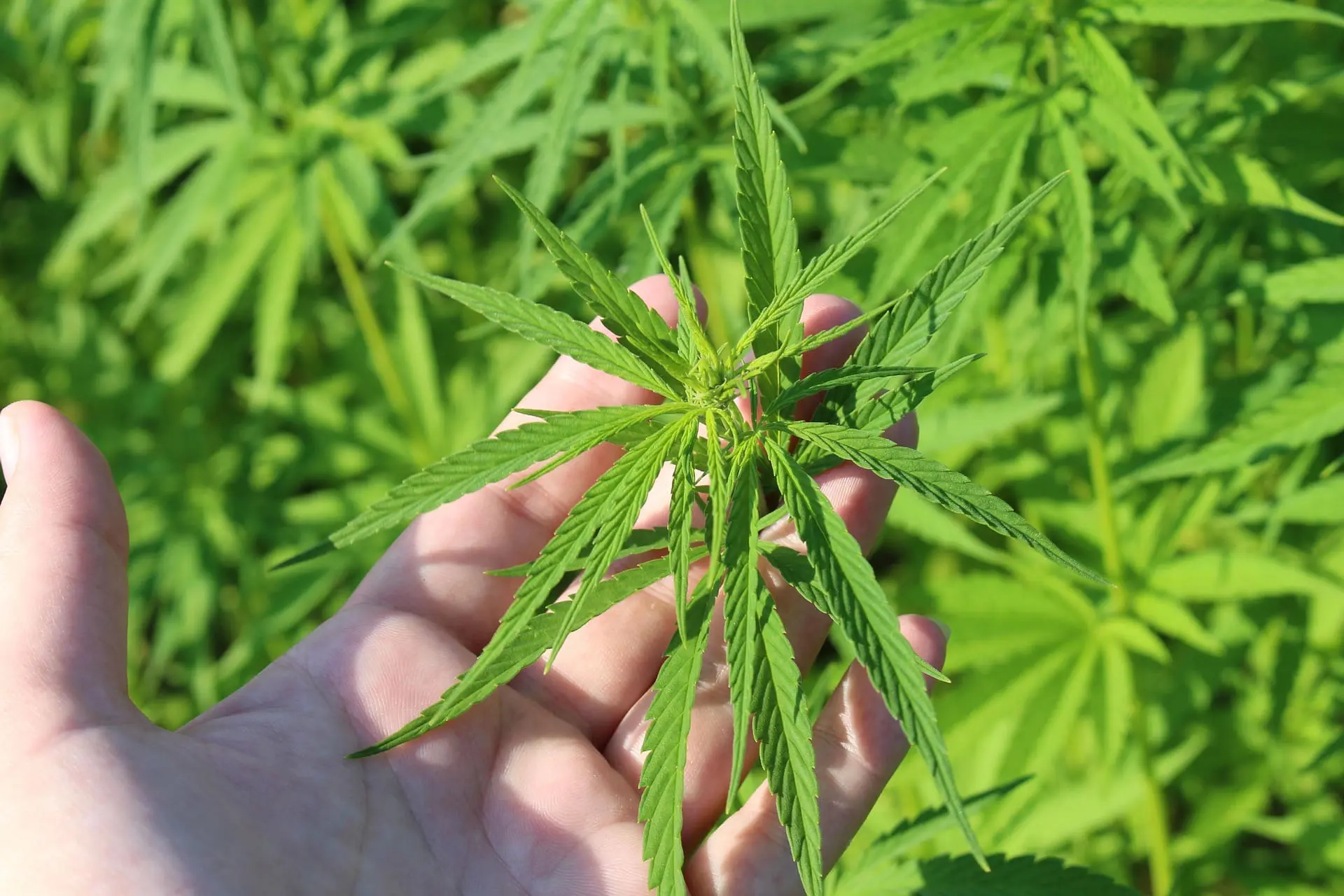 Hemp plant 3661210 1920.jpg