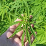Hemp plant 3661210 1920.jpg