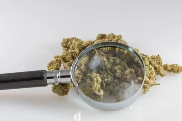Marijuana’s Restrictive Federal Classification Isn’t Supported By Science, New Study Concludes