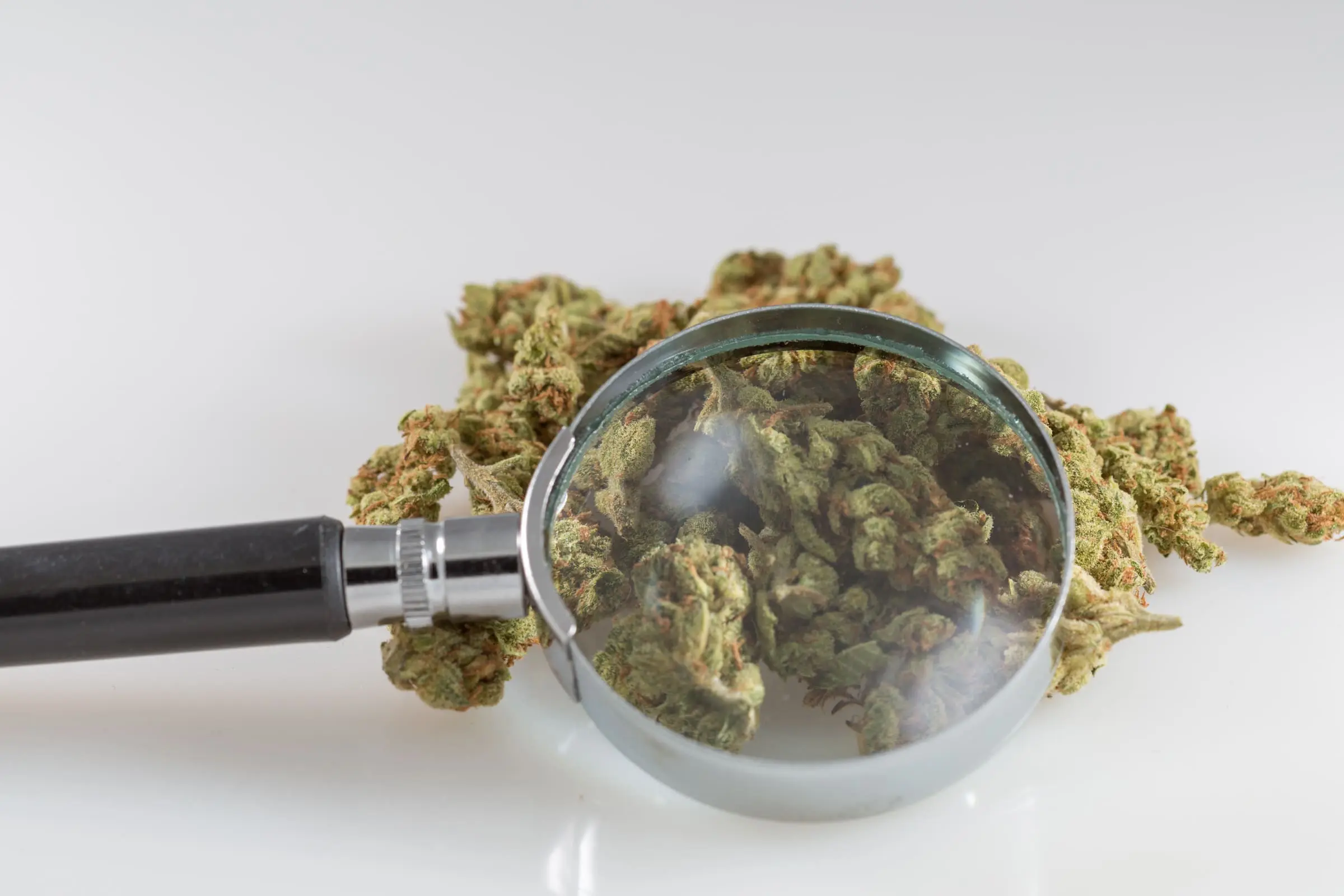Marijuana magnifying glass 2.jpg